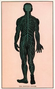 Vintage anatomischer Druck des menschlichen Nervensystems