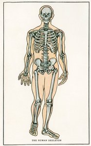 Vintage anatomischer Druck des menschlichen Skeletts von American School