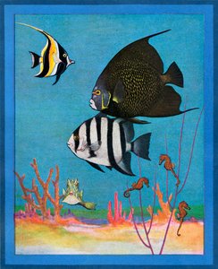 Vintage-Druck eines Salzwasseraquariums mit tropischen Fischen von American School