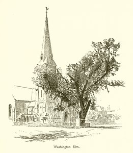 Washington Elm, Cambridge von American School