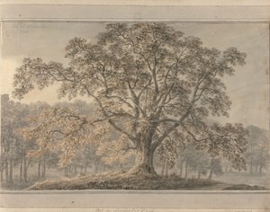 Ansichten in England, Schottland und Wales: Esche im Londesbro Park, Mai 1800