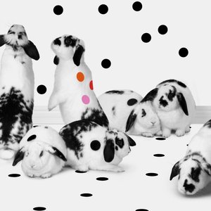 Bunnies 02, 2018 (Fotografie) von Ana Carolina Tavares Mizrahi