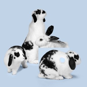 Bunnies 03, 2018 (Fotografie)