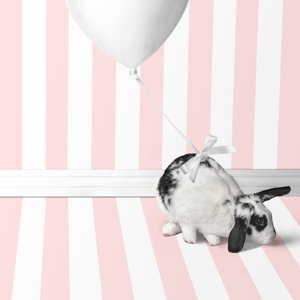 Bunnies 04, 2018 von Ana Carolina Tavares Mizrahi