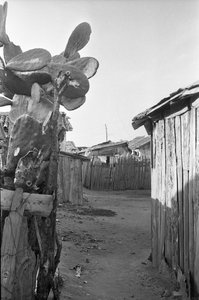 Feigenkaktus im Slum von Crotone