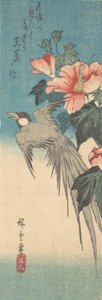 Hibiscus Mutabilis und Langschwanzvogel, ca. 1842 von Ando Hiroshige