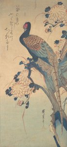 Fasan mit Chrysanthemen von Ando Hiroshige