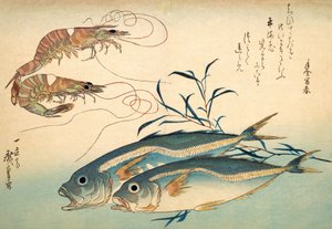 Japanische Pferdemakrele und japanische Tiger-Garnele