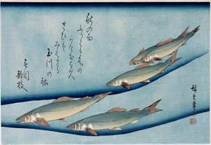 Flussforelle, aus der Serie Sammlung von Fischen von Ando or Utagawa Hiroshige