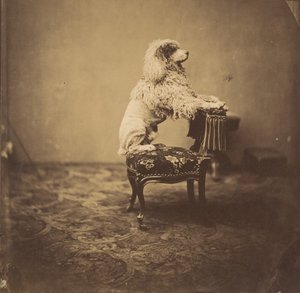 [Kaiserin Eugénies Pudel] von Andre Adolphe Eugene Disderi