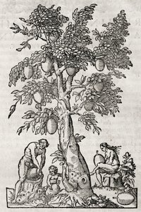 Brotfruchtbaum, Gravur von Andre Thevet