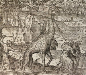 Giraffe, Gravur aus Cosmographie Universelle von Andre Thevet