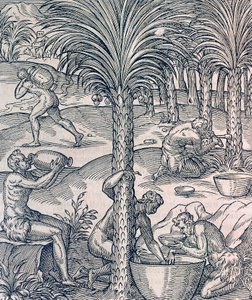 Einwohner von Kap Verde stellen Getränke aus Palmen her, Gravur aus der Universal Cosmology, von Andre Thevet