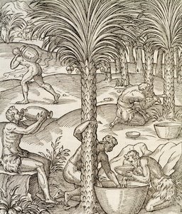 Einwohner von Kap Verde stellen Getränke aus Palmen her, Gravur aus der Universal Cosmology, von Andre Thevet