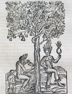 Nana-Frucht, tropische Heilpflanze, Gravur aus Universal Cosmology, von Andre Thevet, Paris