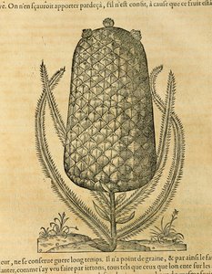 Ananas, Gravur von Andre Thevet
