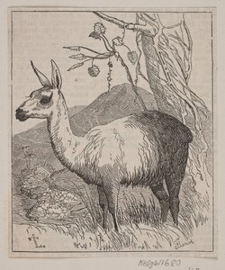 Ein Lama