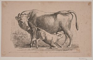 Die Kuh und das Kalb