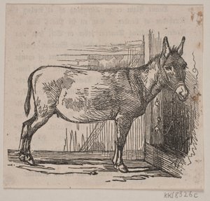 Esel von Andreas Flinch