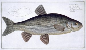 Döbel (Cyprinus Jeses) Tafel VI aus 
