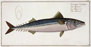 Makrele (Scomber Scomber) Tafel LIV aus 