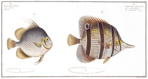 Kugelfisch und Schnabelfisch, veröffentlicht von Black