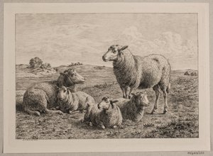 Schafe und Lämmer auf der Weide von Andreas Peter Madsen