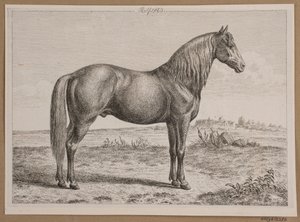 Rolf. Ein Pferd auf der Weide von Andreas Peter Madsen