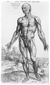 Anatomische Studie, Illustration aus 