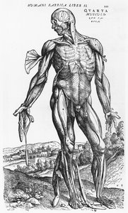 Anatomische Studie, Illustration aus 