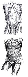 Die Platten aus dem fünften Buch der De Humani Corporis Fabrica von Andreas Vesalius