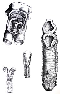 Die Platten aus dem fünften Buch der De Humani Corporis Fabrica von Andreas Vesalius