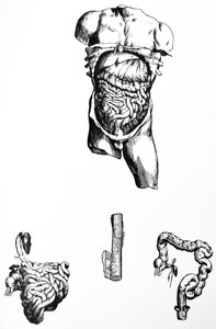 Die Platten aus dem fünften Buch der De Humani Corporis Fabrica von Andreas Vesalius