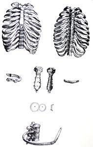 Die Tafeln aus dem ersten Buch der De Humani Corporis Fabrica von Andreas Vesalius