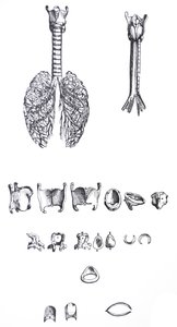 Die Tafeln aus dem ersten Buch der De Humani Corporis Fabrica von Andreas Vesalius