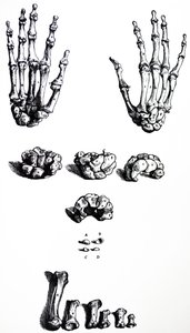 Die Tafeln aus dem ersten Buch der De Humani Corporis Fabrica von Andreas Vesalius
