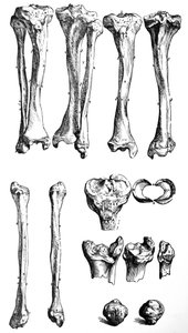 Die Tafeln aus dem ersten Buch der De Humani Corporis Fabrica von Andreas Vesalius
