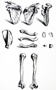 Die Platten aus dem ersten Buch der De Humani Corporis Fabrica von Andreas Vesalius