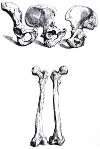 Die Platten aus dem ersten Buch der De Humani Corporis Fabrica von Andreas Vesalius