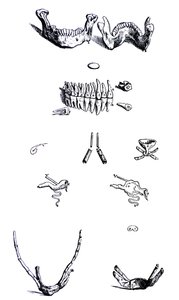 Die Tafeln aus dem ersten Buch der De Humani Corporis Fabrica von Andreas Vesalius