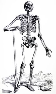Die Tafeln aus dem ersten Buch der De Humani Corporis Fabrica