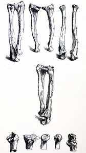 Die Tafeln aus dem ersten Buch der De Humani Corporis Fabrica von Andreas Vesalius