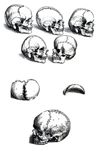 Die Tafeln aus dem ersten Buch der De Humani Corporis Fabrica von Andreas Vesalius (1514-1564) von Andreas Vesalius