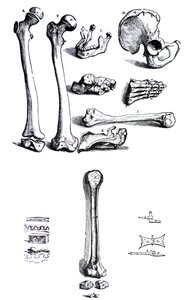 Die Tafeln aus dem ersten Buch der De Humani Corporis Fabrica von Andreas Vesalius (1514-1564) von Andreas Vesalius
