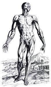 Die Platten aus dem zweiten Buch der De Humani Corporis Fabrica