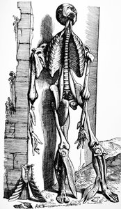 Die Platten aus dem zweiten Buch der De Humani Corporis Fabrica