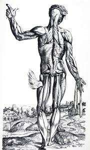 Die Tafeln aus dem zweiten Buch der De Humani Corporis Fabrica