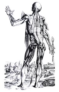 Die Tafeln aus dem zweiten Buch der De Humani Corporis Fabrica