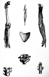 Die Tafeln aus dem zweiten Buch der De Humani Corporis Fabrica von Andreas Vesalius