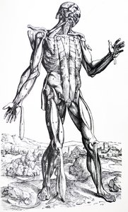 Die Tafeln aus dem zweiten Buch der De Humani Corporis Fabrica